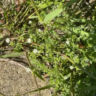同定待ち