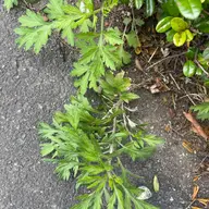 同定待ち