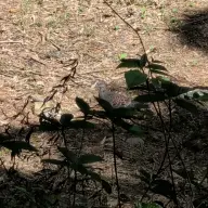 同定待ち