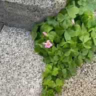 同定待ち