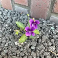 同定待ち