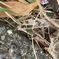 同定待ち