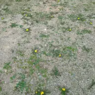 セイヨウタンポポ