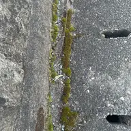 同定待ち