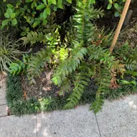 同定待ち