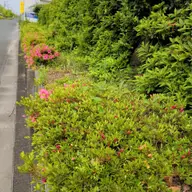 同定待ち