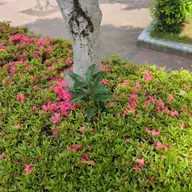 同定待ち