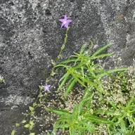 同定待ち
