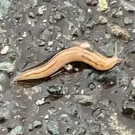 同定待ち