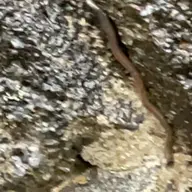同定待ち