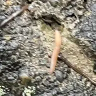 同定待ち